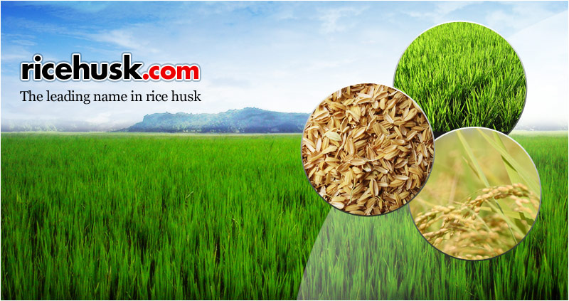 Rice Husk